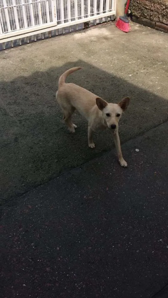 Cachorro ra a SRD idade 7 a 11 meses nome -