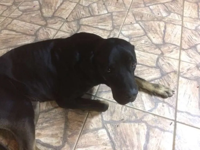 Cachorro ra a Fila Brasileiro idade 4 anos nome ZEUS