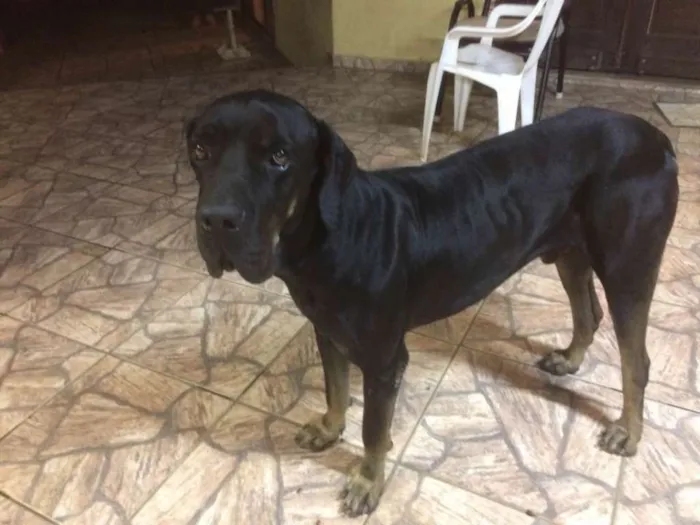 Cachorro ra a Fila Brasileiro idade 4 anos nome ZEUS