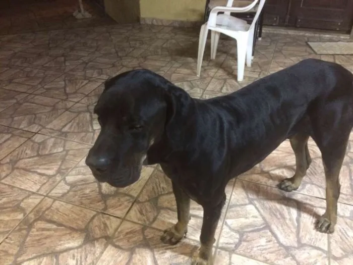 Cachorro ra a Fila Brasileiro idade 4 anos nome ZEUS