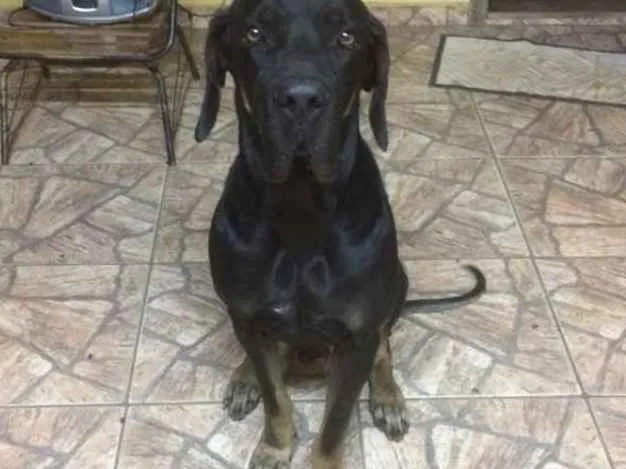 Cachorro ra a Fila Brasileiro idade 4 anos nome ZEUS