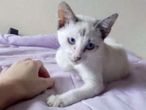 Gato raça Parece um Siamês  idade 2 a 6 meses nome Lola