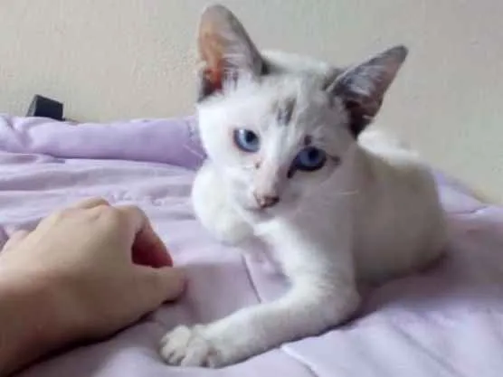 Gato ra a Parece um Siamês  idade 2 a 6 meses nome Lola
