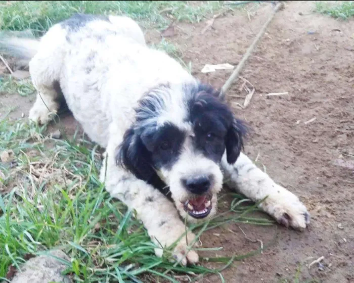 Cachorro ra a Poodle idade 7 a 11 meses nome Jujuba