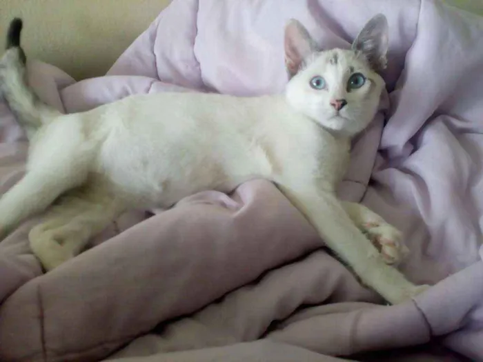 Gato ra a Parece um Siamês  idade 2 a 6 meses nome Lola