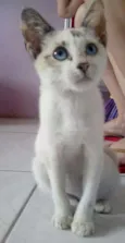 Lola