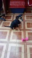 Fifi