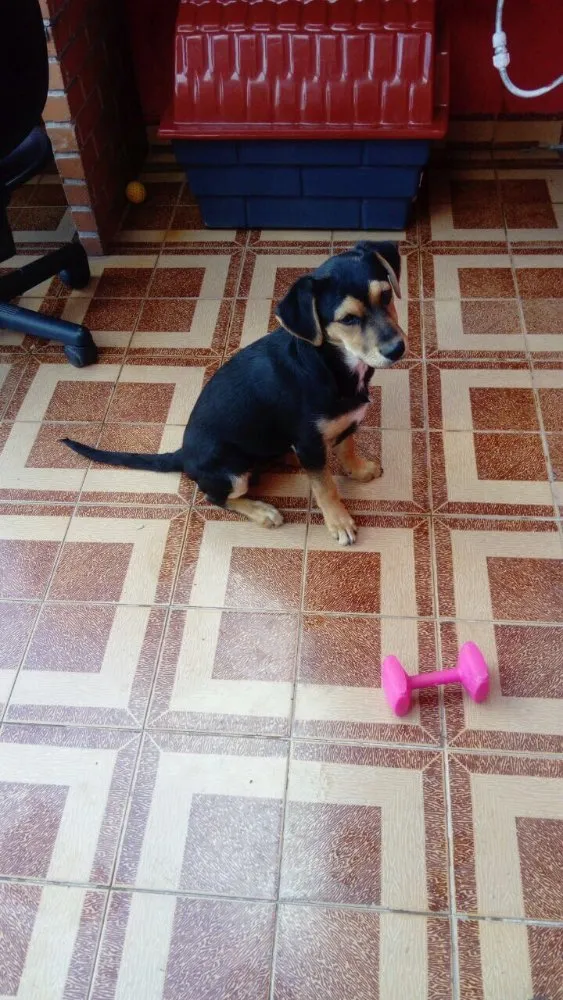 Cachorro raça Vira lata  idade 2 a 6 meses nome Fifi