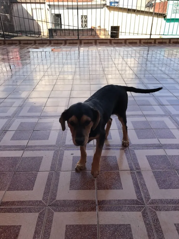 Cachorro raça Vira lata  idade 2 a 6 meses nome Fifi
