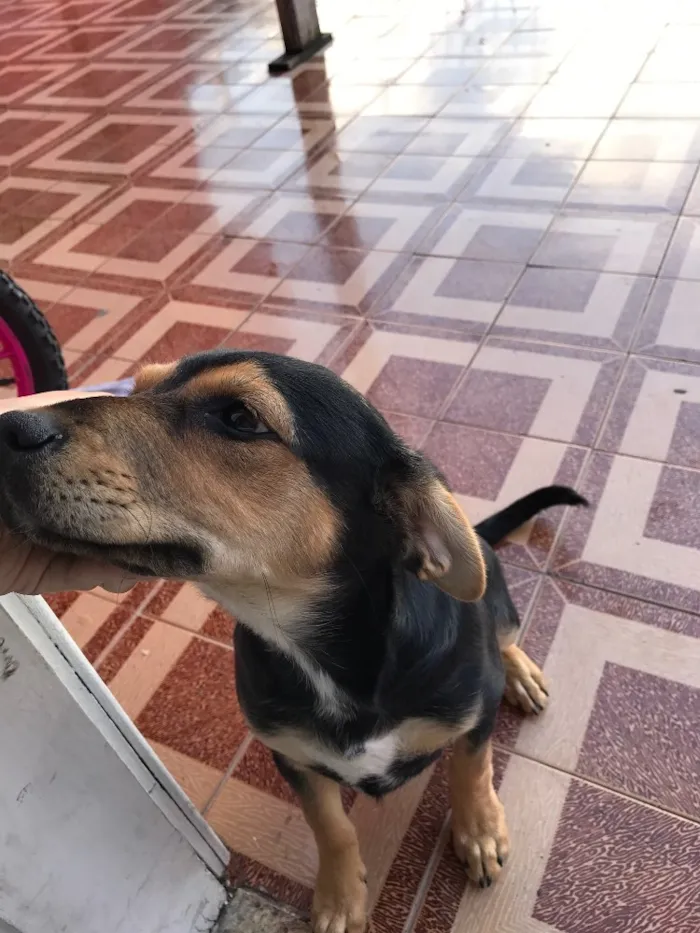 Cachorro raça Vira lata  idade 2 a 6 meses nome Fifi
