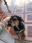 Fifi