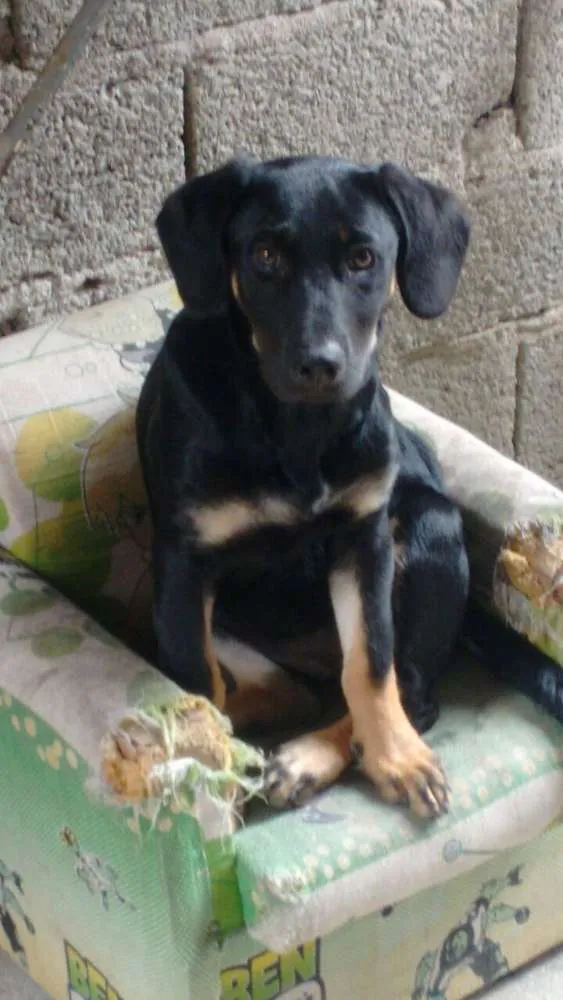 Cachorro ra a rottweiler misturado  idade 2 a 6 meses nome Luna