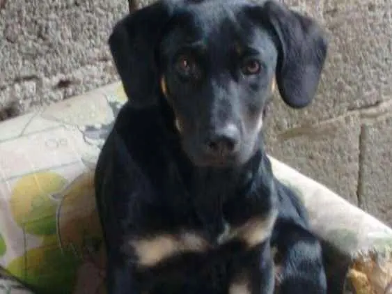 Cachorro ra a rottweiler misturado  idade 2 a 6 meses nome Luna