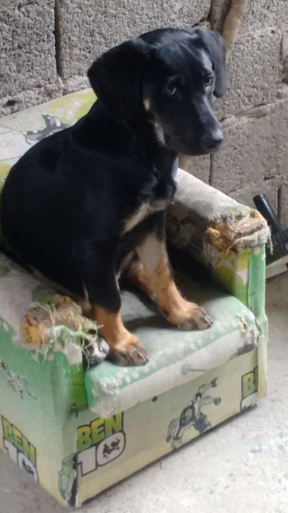 Cachorro ra a rottweiler misturado  idade 2 a 6 meses nome Luna