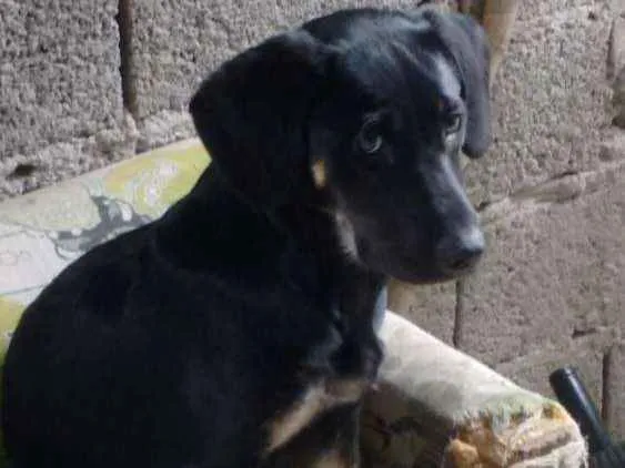 Cachorro ra a rottweiler misturado  idade 2 a 6 meses nome Luna