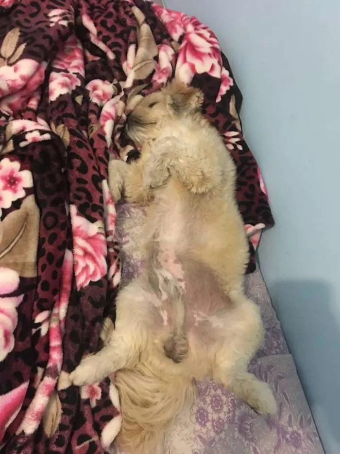 Cachorro ra a Lhasa Apso idade 1 ano nome Wally
