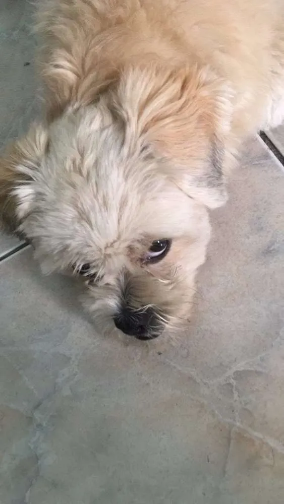 Cachorro ra a Lhasa Apso idade 1 ano nome Wally