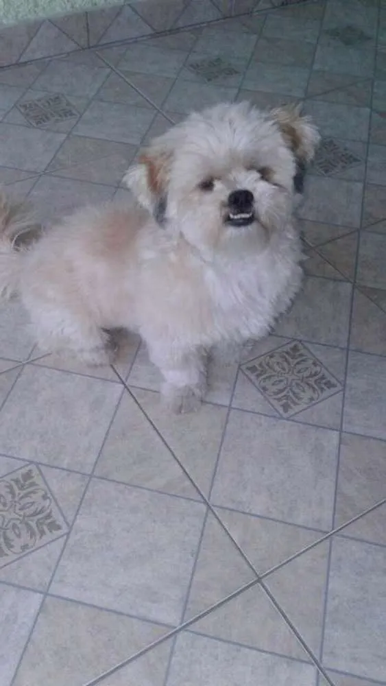 Cachorro ra a Lhasa Apso idade 1 ano nome Wally