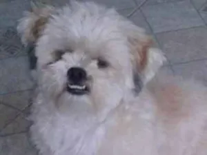 Cachorro raça Lhasa Apso idade 1 ano nome Wally