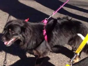 Cachorro raça Vira Lata idade 3 anos nome Pretinha GRATIFICA