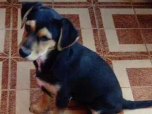 Cachorro raça Vira lata  idade 2 a 6 meses nome Fifi