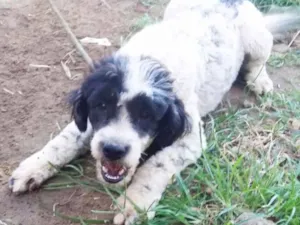 Cachorro raça Poodle idade 7 a 11 meses nome Jujuba