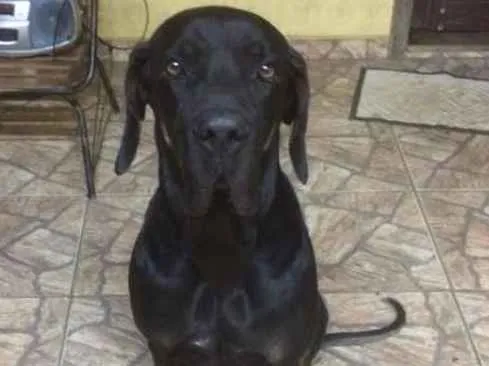 Cachorro ra a Fila Brasileiro idade 4 anos nome ZEUS