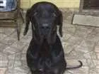 Cachorro raça Fila Brasileiro idade 4 anos nome ZEUS