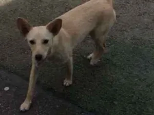 Cachorro raça SRD idade 7 a 11 meses nome -