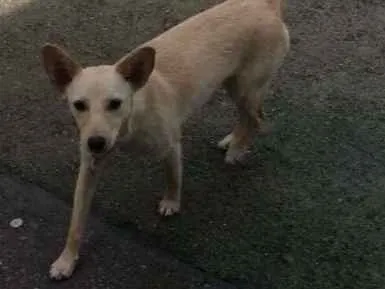 Cachorro ra a SRD idade 7 a 11 meses nome -