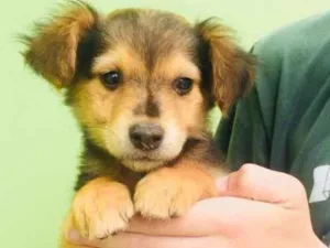 Cachorro raça SRD idade 2 a 6 meses nome -