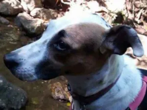 Cachorro raça SRD idade 5 anos nome Flica