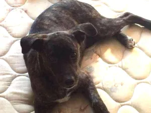Cachorro raça SRD idade 2 a 6 meses nome Lolo