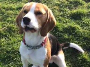 Cachorro raça beagle idade 6 ou mais anos nome Harry