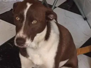 Cachorro raça Sem raça definida idade 1 ano nome Mel