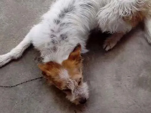 Cachorro ra a SRD idade 1 ano nome nina