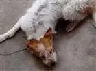 Cachorro raça SRD idade 1 ano nome nina