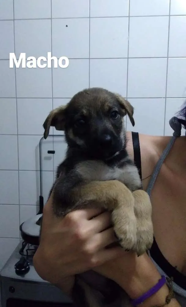 Cachorro raça  idade 2 a 6 meses nome Sem nome