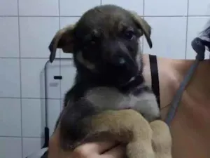 Cachorro raça  idade 2 a 6 meses nome Sem nome
