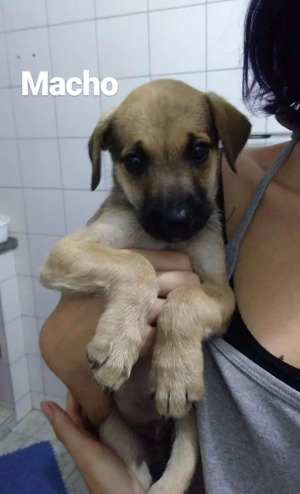 Cachorro raça  idade 2 a 6 meses nome Sem nome