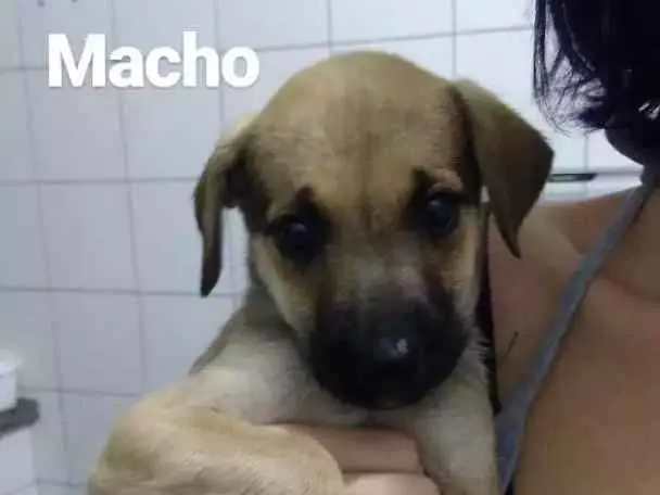 Cachorro raça  idade 2 a 6 meses nome Sem nome