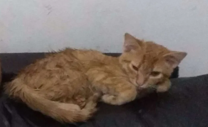 Gato ra a indefinida idade 2 a 6 meses nome Batata