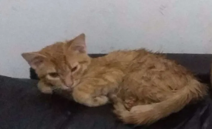 Gato ra a indefinida idade 2 a 6 meses nome Batata