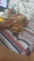 Luci
