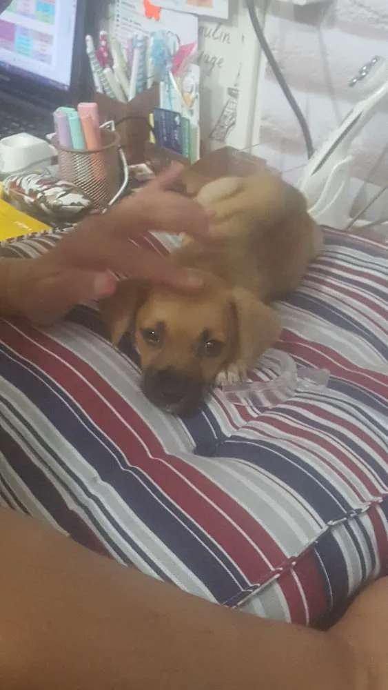 Cachorro ra a SRD idade 2 a 6 meses nome Luci