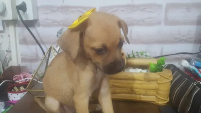 Cachorro ra a SRD idade 2 a 6 meses nome Luci