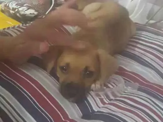 Cachorro ra a SRD idade 2 a 6 meses nome Luci
