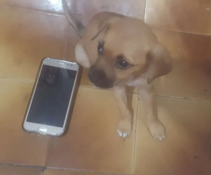 Cachorro ra a SRD idade 2 a 6 meses nome Luci