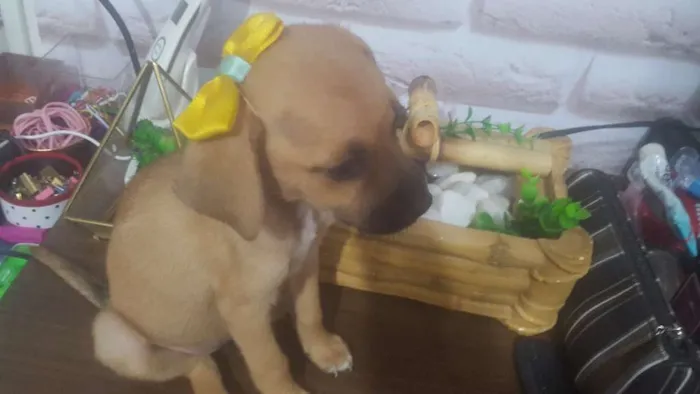 Cachorro ra a SRD idade 2 a 6 meses nome Luci