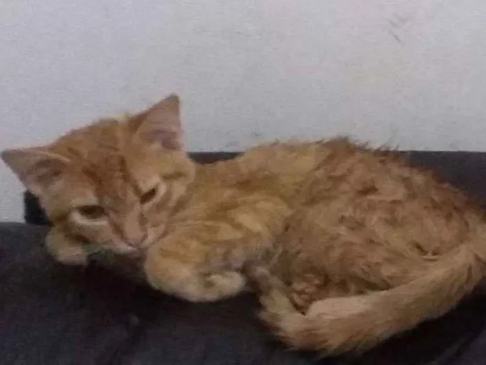 Gato ra a indefinida idade 2 a 6 meses nome Batata